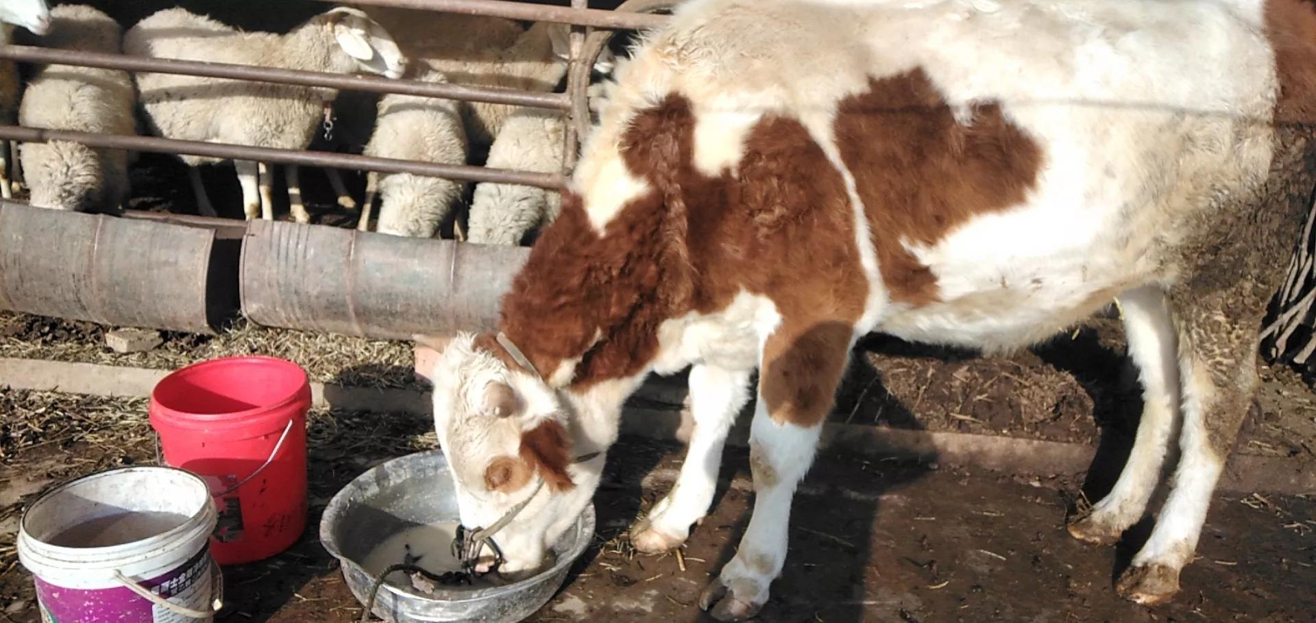 现在养牛前景怎么样，风险还大不大，要是想回老家养牛意下如何？