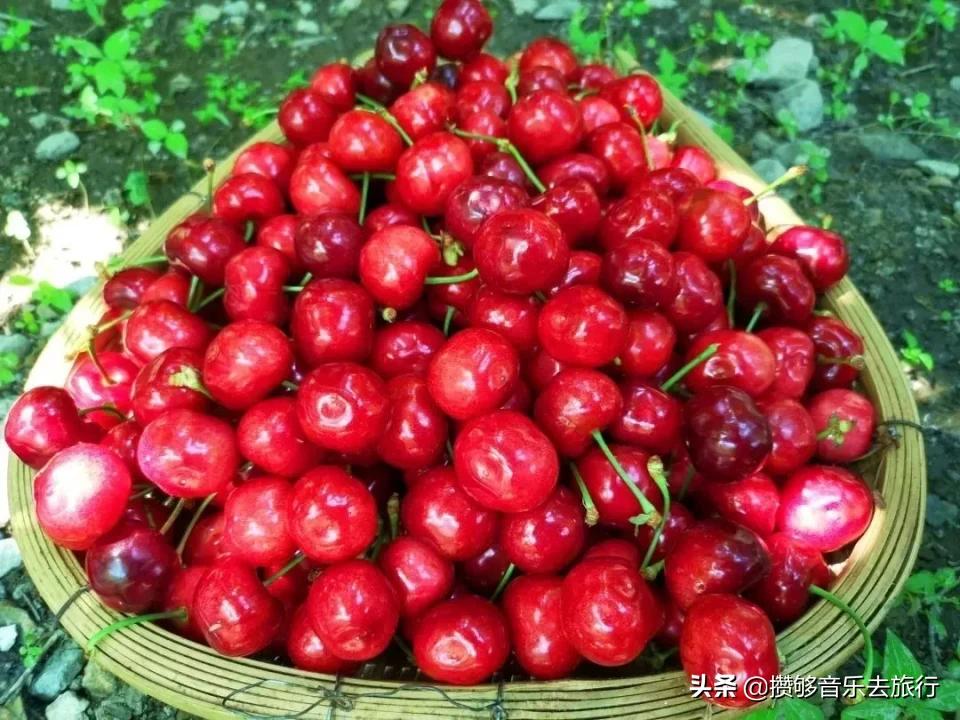汶川三宝特色水果产业,汶川三宝果园