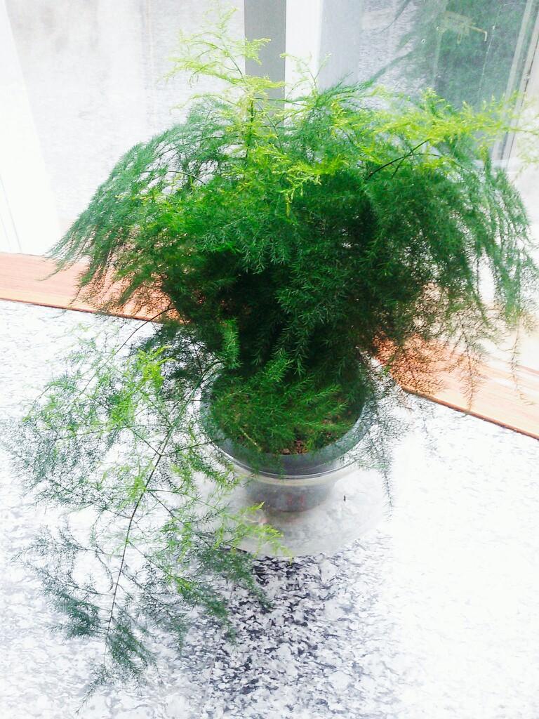 文竹叶片发黄不要放弃，这样做很快会恢复！