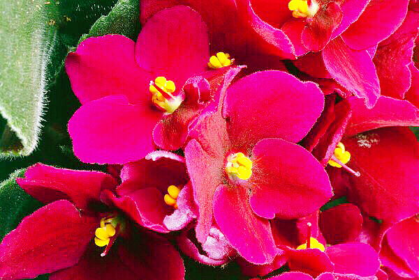 非洲紫罗兰盆栽,紫罗兰花卉盆栽图片