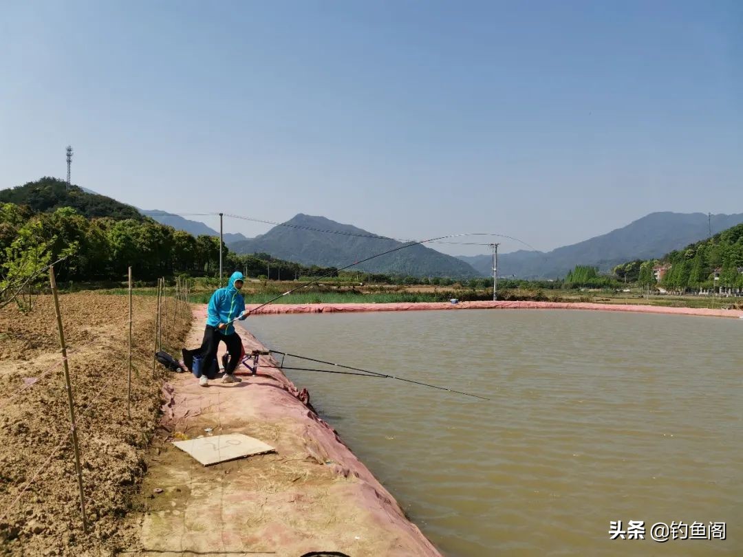 黑坑钓鱼不开口的解决方法,黑坑正钓遇到全塘不开口咋办