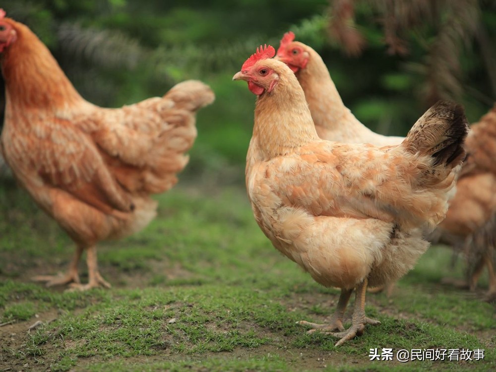 民间故事黄鼠狼修仙,故事黄鼠狼借命