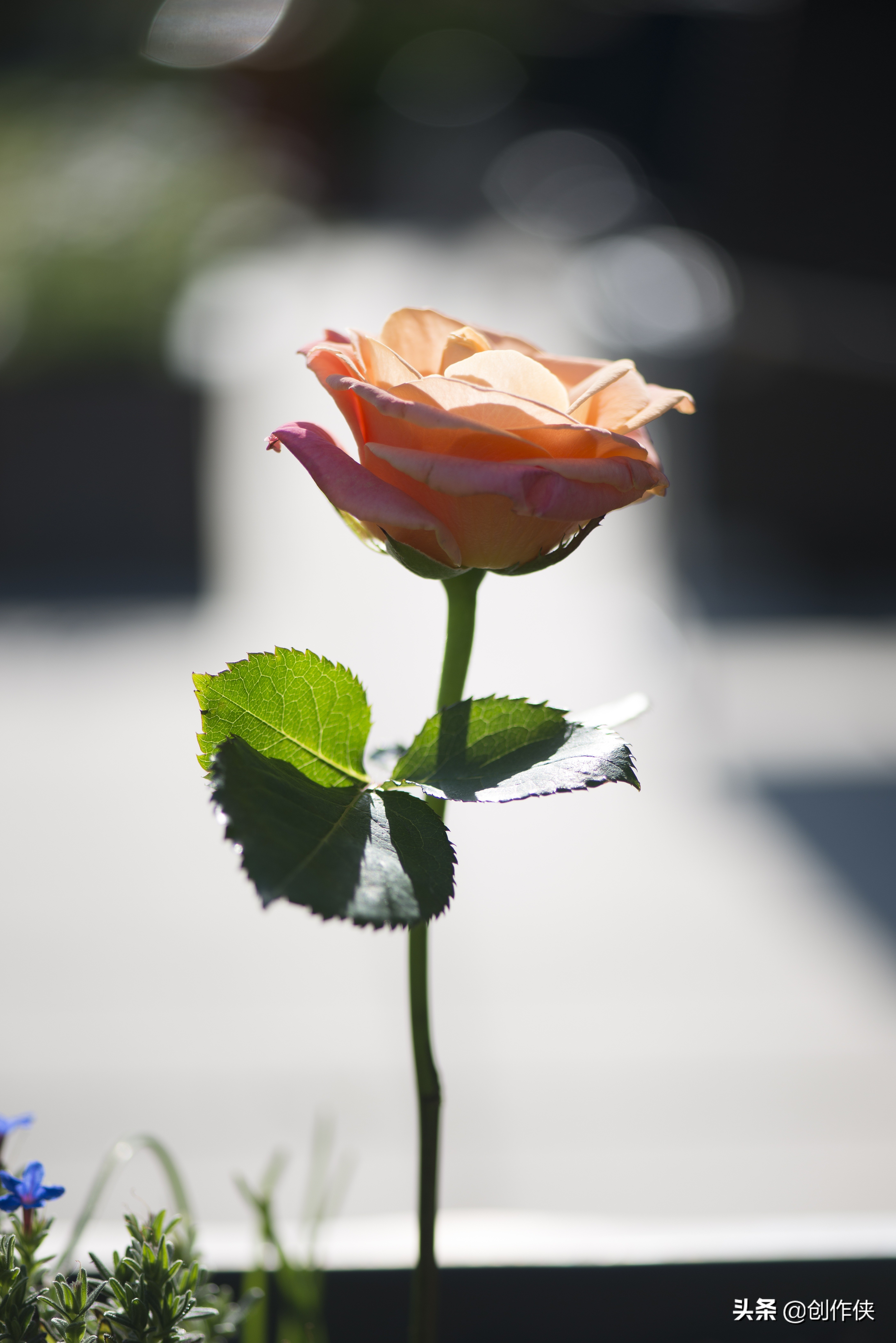 总是想起前任？学会这三点，教你快速忘记