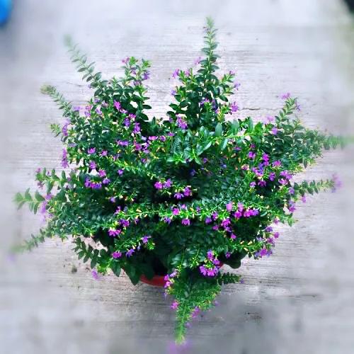 细叶萼距花的养殖方法,细叶萼距花的功效与作用