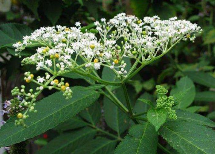 龙骨草风水作用,龙骨草辟邪之花