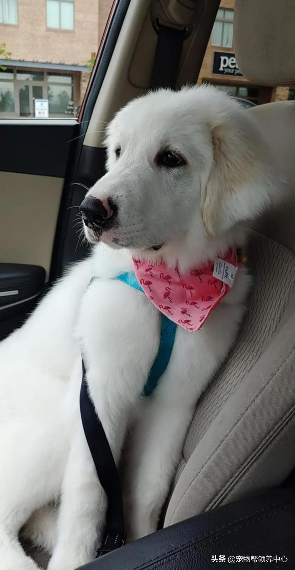 大白熊的奇怪行为,大白熊有多胆小