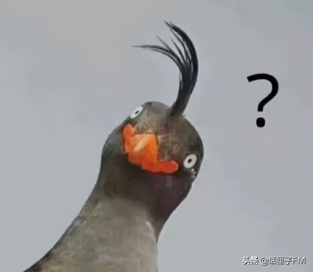 沉浸式鸽毛纷飞，360度鸽声缭绕！居民楼违建搭60平米鸽棚久久不拆，难道无解？