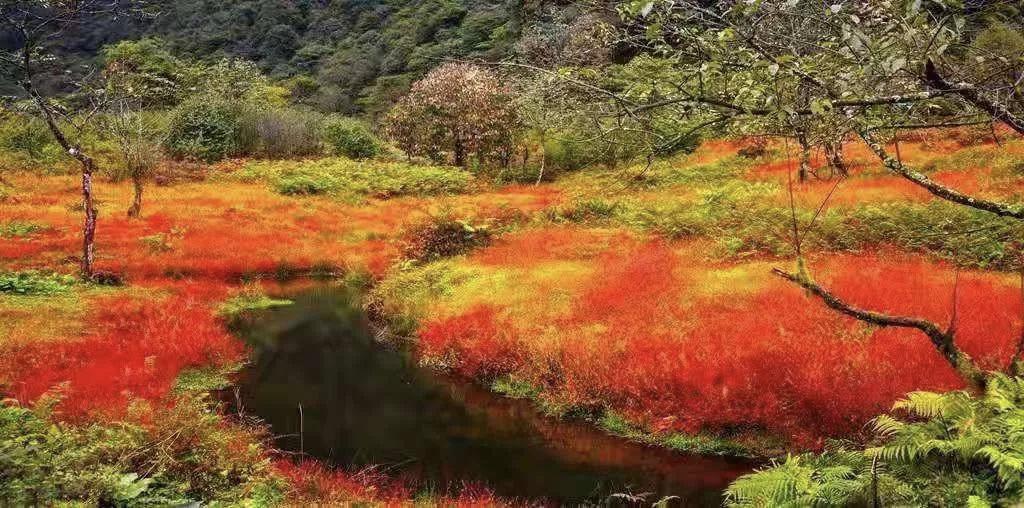 红了！黑竹沟迎来颜值巅峰，分分钟带你穿越五彩童话世界