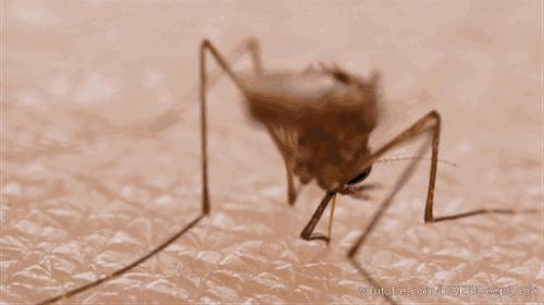 泰国青草止痒膏正品方便携带,泰国进口青草膏居家旅游必备