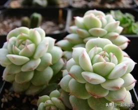 多肉夏天腐黑怎么处理,夏天怎样预防多肉腐黑