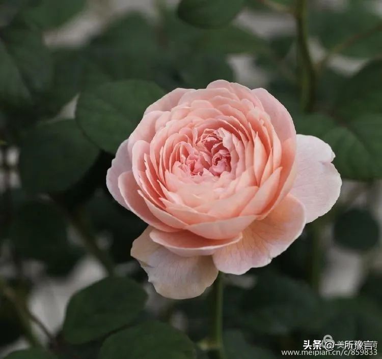 安阳地区医院的图片,安阳地区医院公示