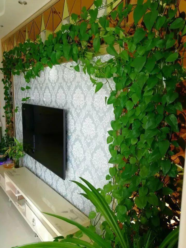 一盆绿萝就能让房子洋气到不行,绿萝改造大房子