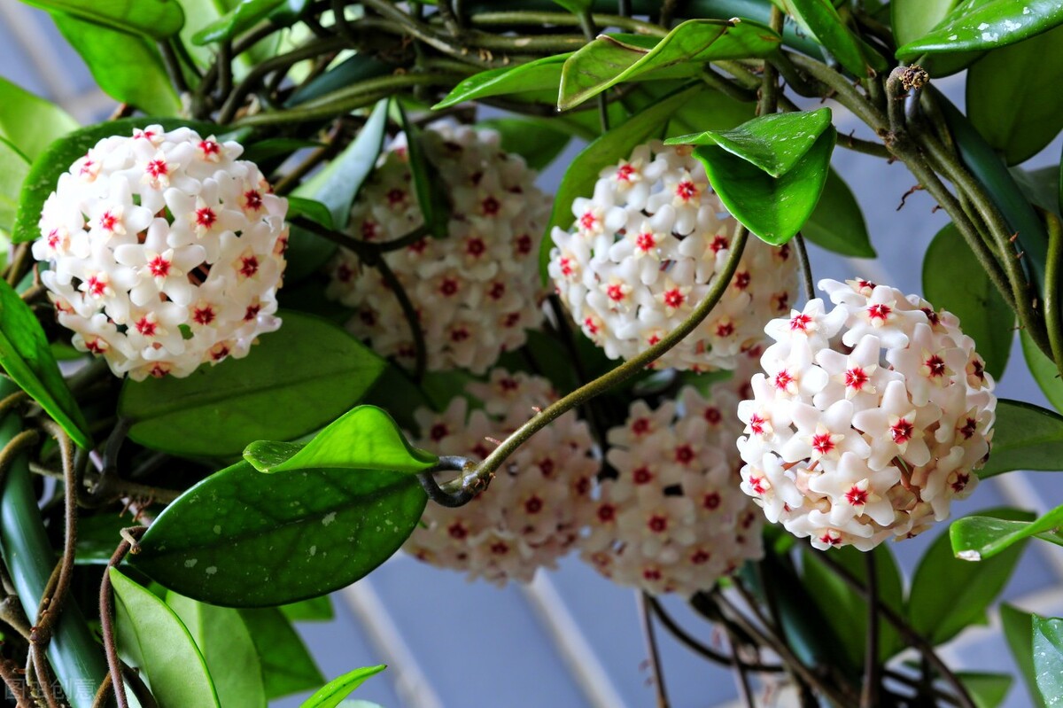 室内耐阴多肉植物推荐,多肉植物耐阴吗