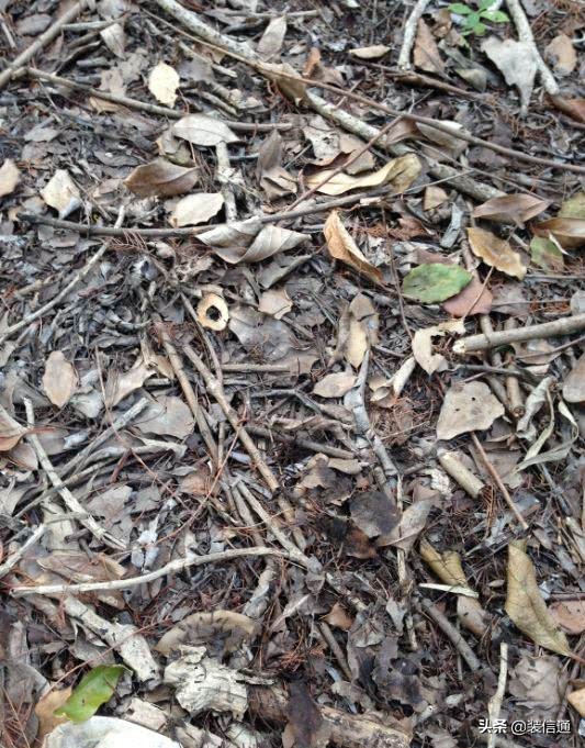 养花热门小常识大全,养花的几个小常识视频