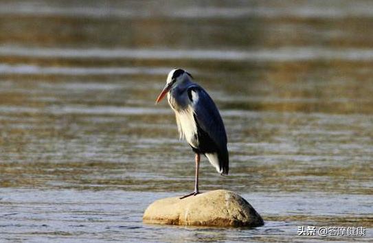 练站桩后肩膀和肘酸疼,站桩后肩膀酸痛是什么原因