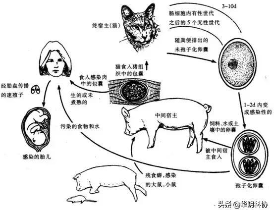 怀孕期间能够养宠物猫狗吗,怀孕养猫狗对宝宝有影响吗