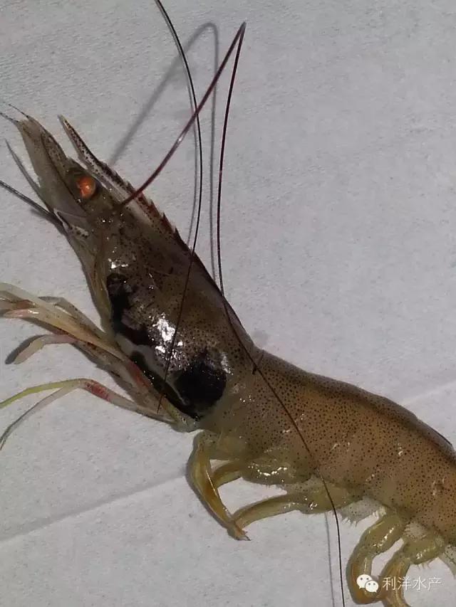 小棚虾养殖，对虾“蜕壳肉段”、黑鳃褐斑综合症，怎么办？