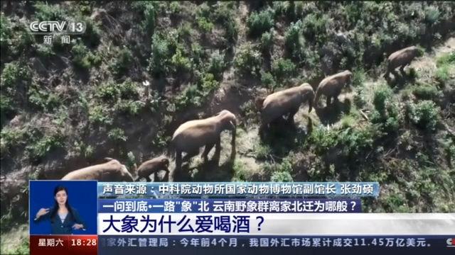 云南象群迁徙事故,云南象群破坏庄稼