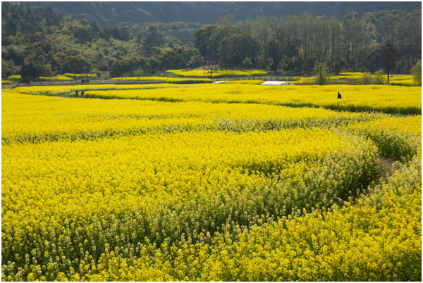 视觉江苏之五：江苏江阴——春风十里，醉美狮山湖！