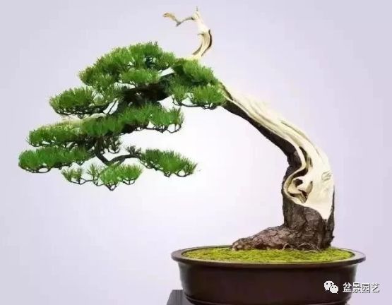 有哪些经典盆景树种,最值得收藏的六种盆景树种是哪些