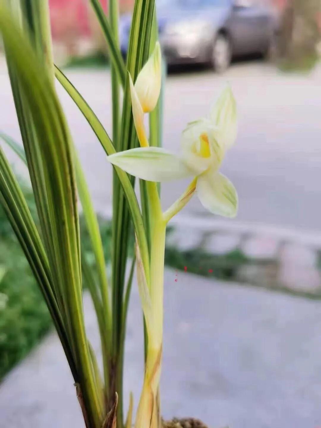 瑞雪兰花是什么品种,瑞雪兰花市场价多少