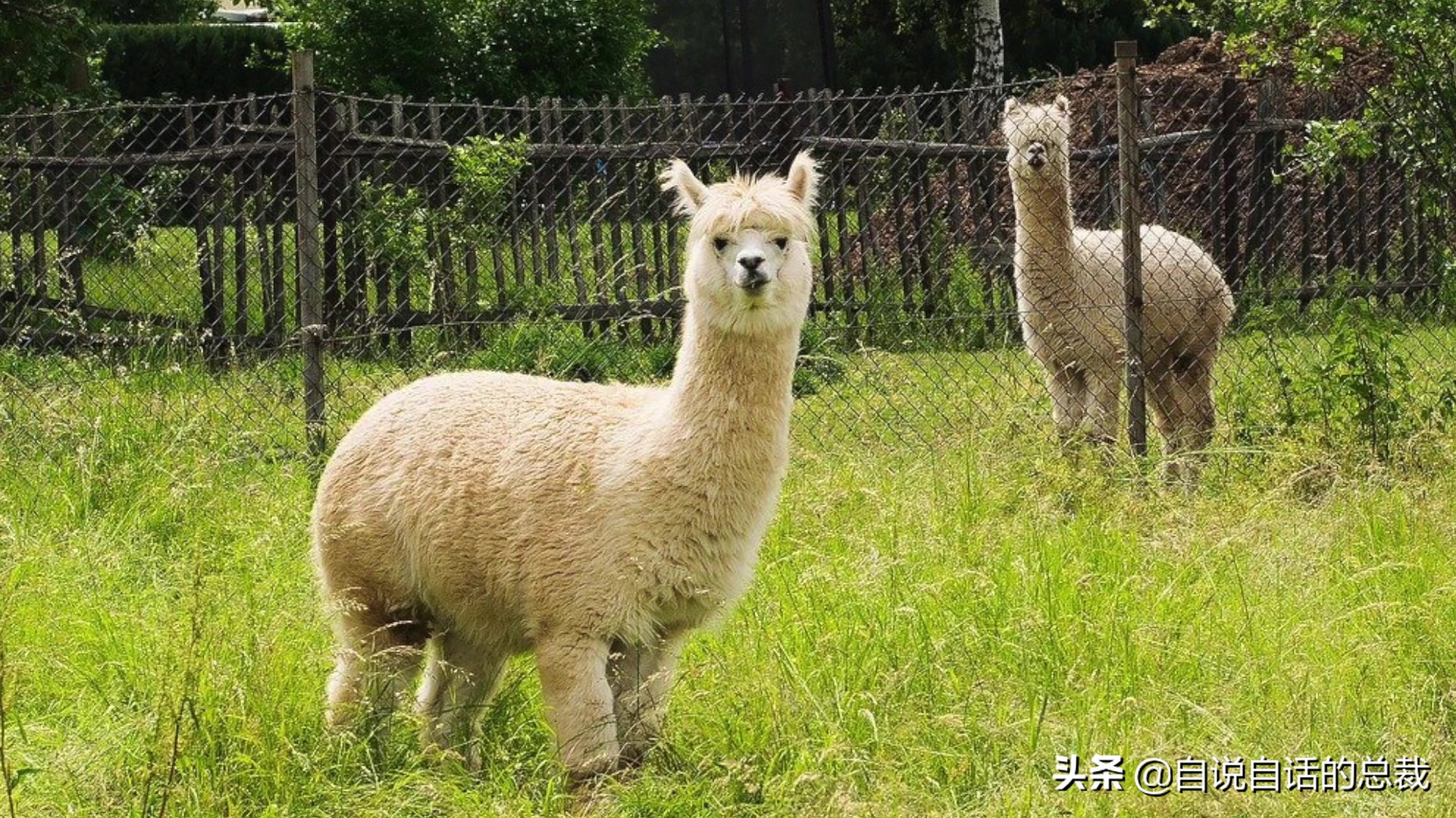 阿努纳奇创造人类7次文明,阿努纳奇人类起源