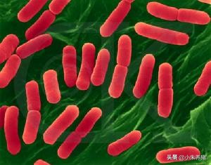 兽药篇之---主要用作于革兰氏阴性细菌的抗生素有哪些？