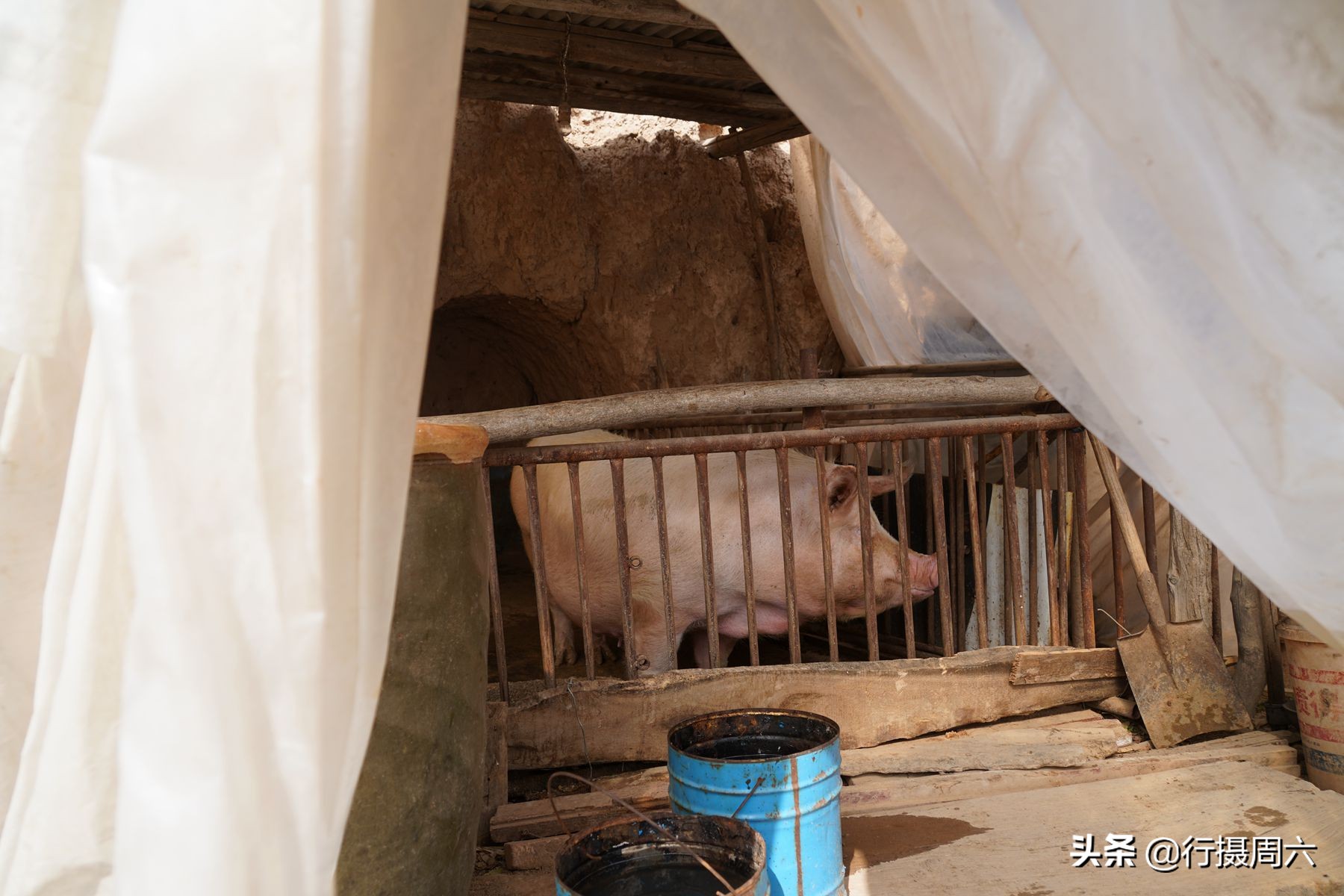 农村8旬大爷养猪,80岁大爷养600斤大野猪当坐骑