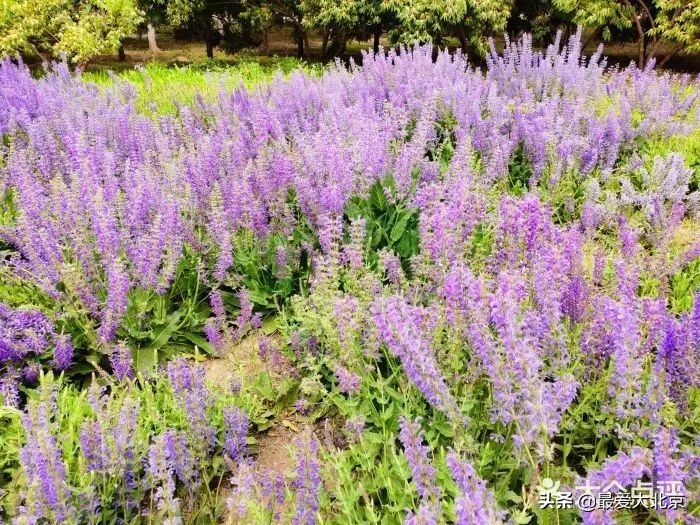 京城新增一“小江南”！免费人少
