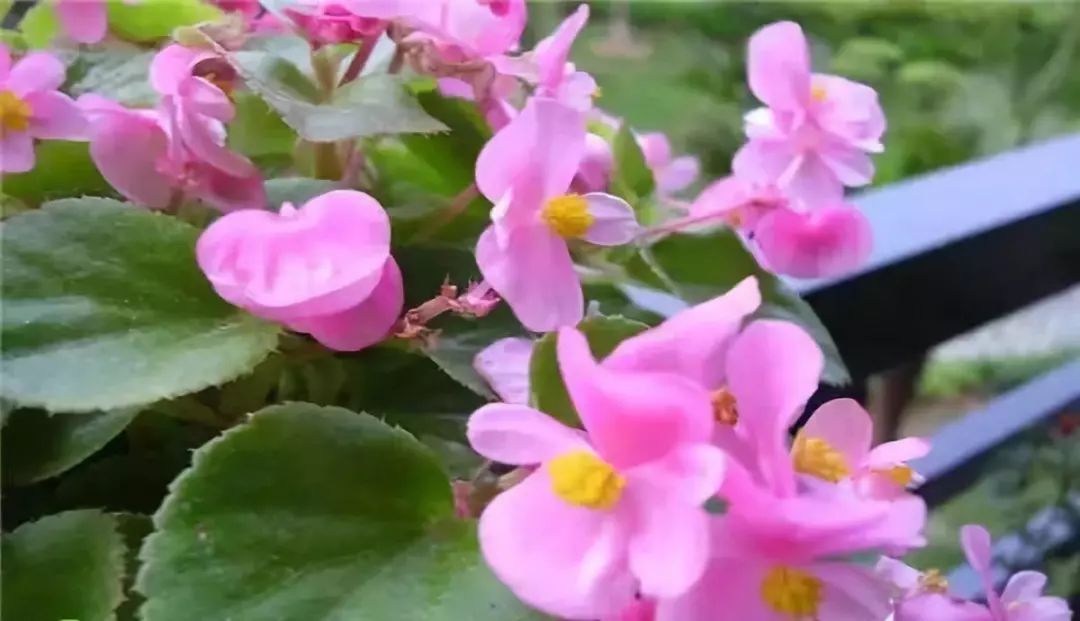 室内宜养的花海棠四季开花吗,四季海棠开花时候施什么肥料好