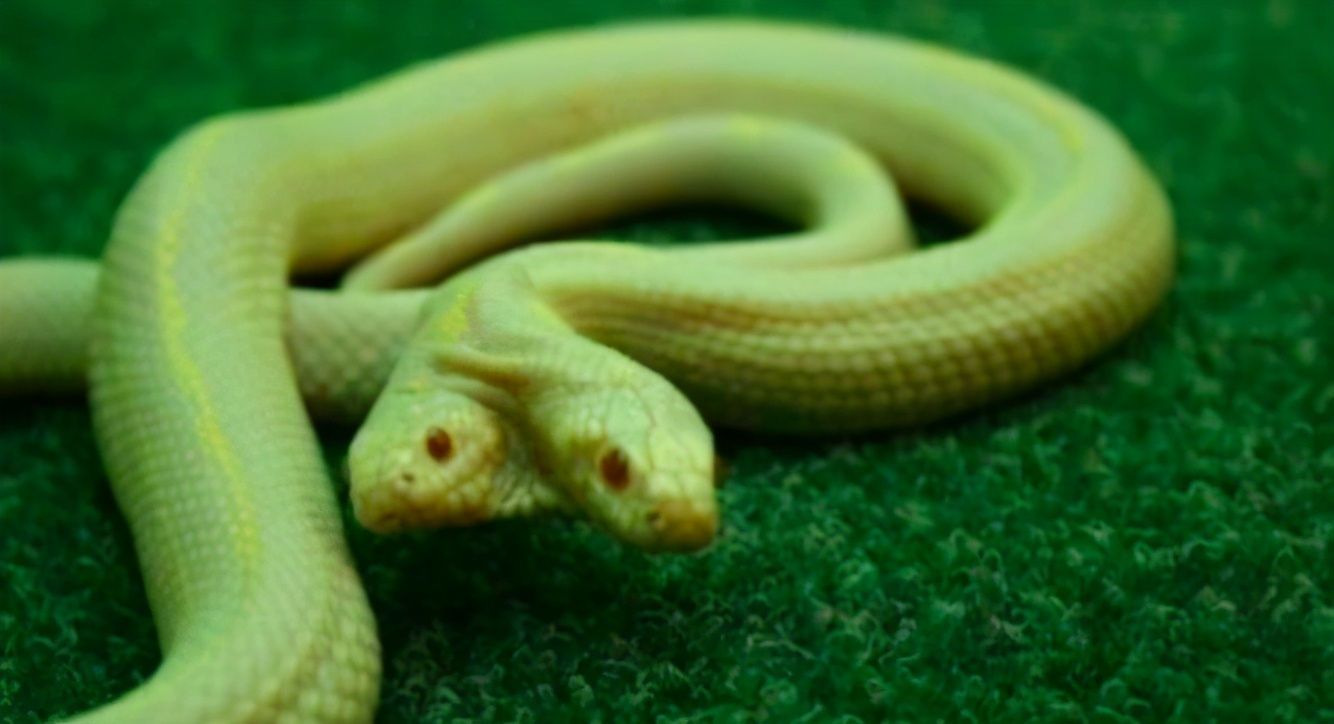 美国居民轻松捕获双头蛇，原因有些搞笑，两个头在争夺身体控制权