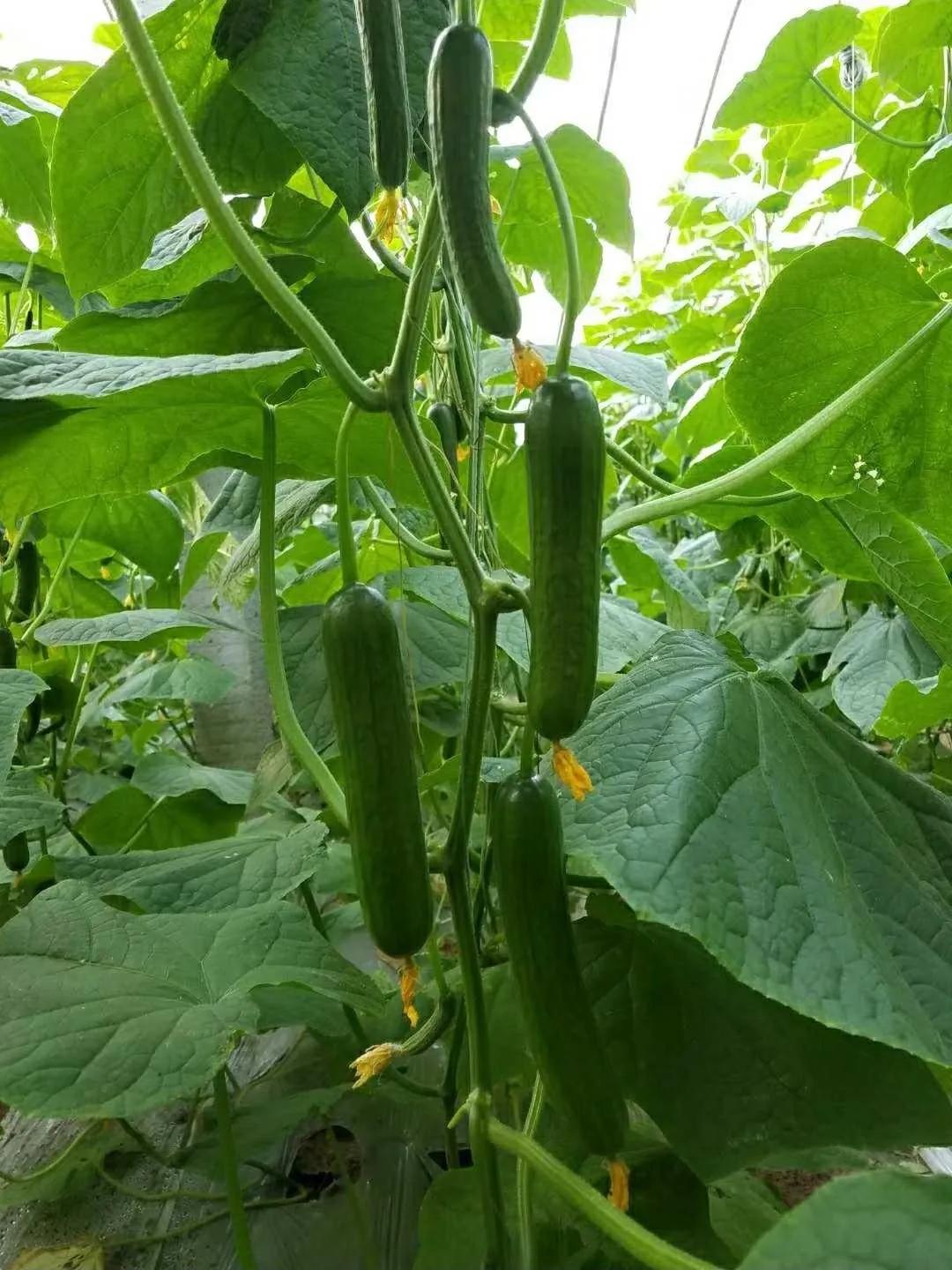 送蔬菜上门免费,免费送菜上门的视频