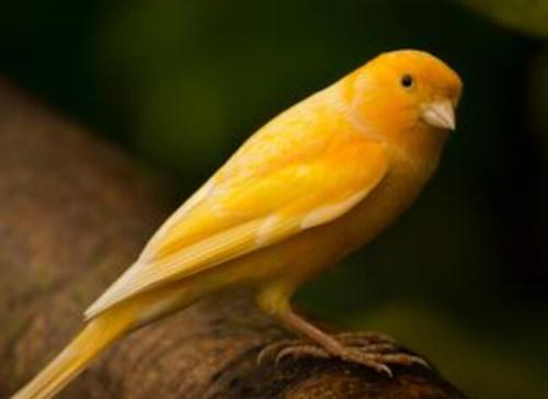 金丝雀和芙蓉鸟有区别吗,金丝鸟科普