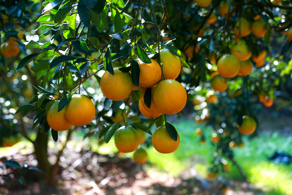 奉节浑然天橙,红心橙电商