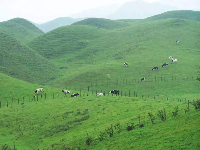 川西彩林自驾风景,川西三大草原绝美自驾游