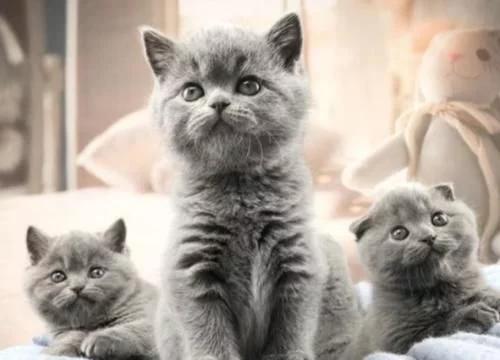为啥很多人喜欢养外国猫,为什么很多人爱养蓝猫