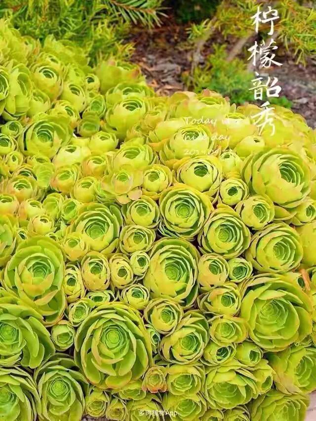 多肉法师韶羞现在能摘心吗,韶羞法师和荷兰玫瑰法师的区别