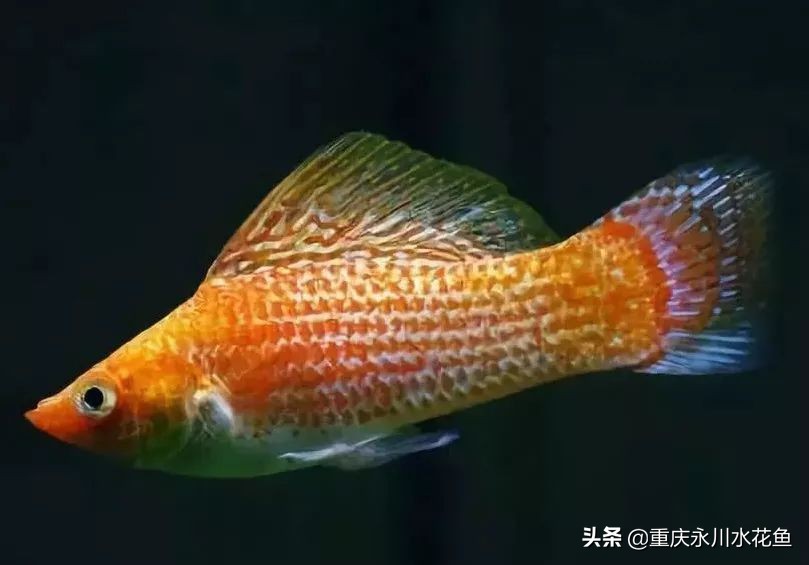 十种最漂亮的观赏鱼视频播放,观赏鱼60条