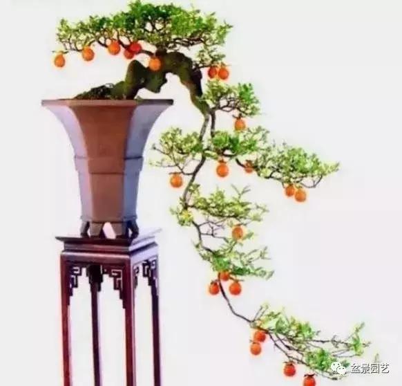 盆景基础入门教学视频,临崖式盆景怎么造型