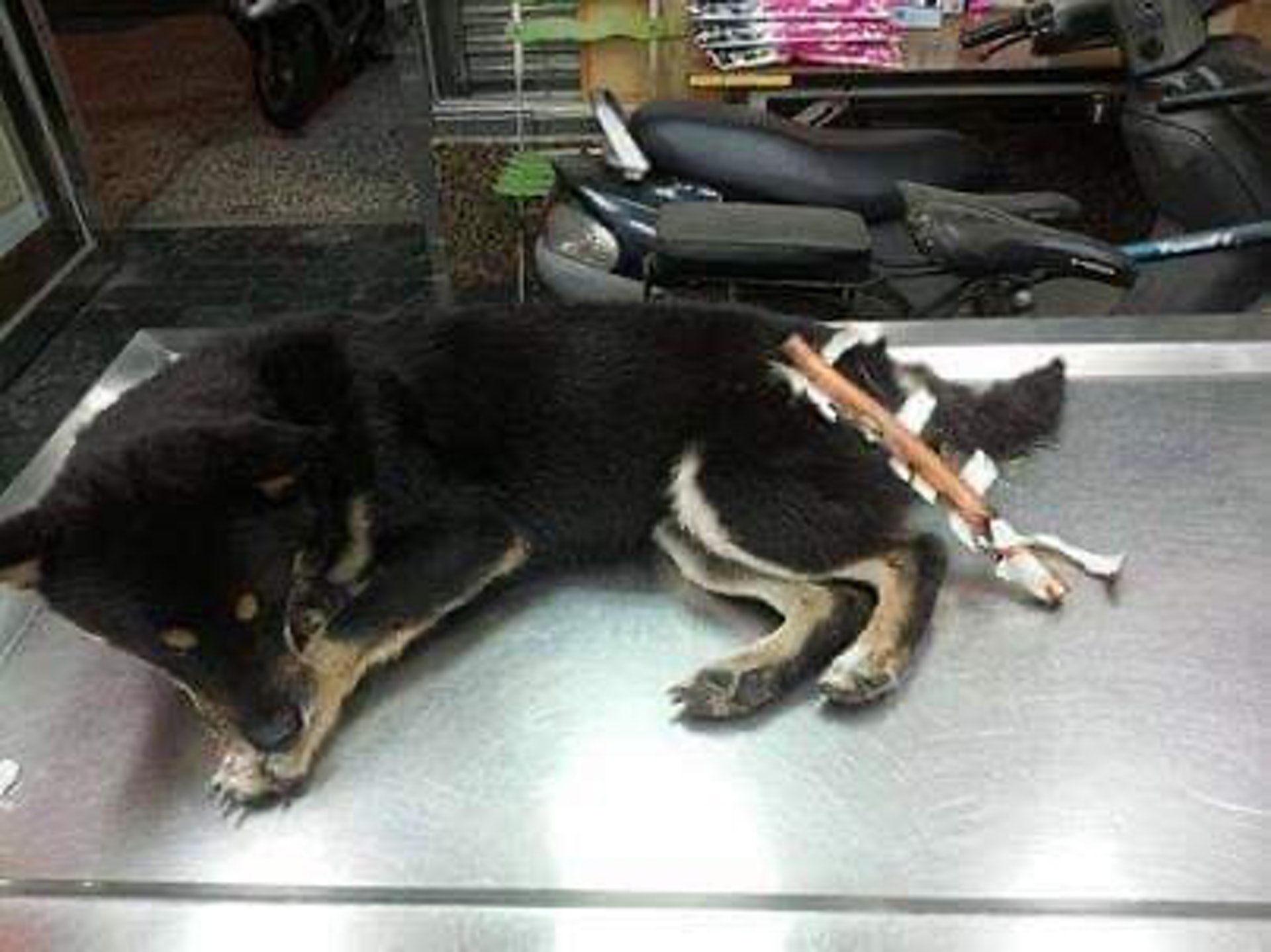 柴犬因白天被主人打了一夜未归,柴犬被打后有心理阴影