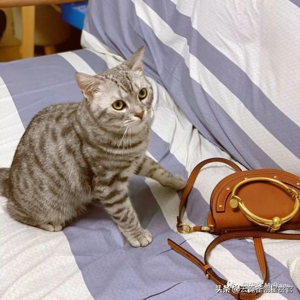 超好看的宠物包,好看又大的宠物包