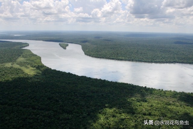 招财猫饲养方法和注意事项,红尾招财猫如何繁殖