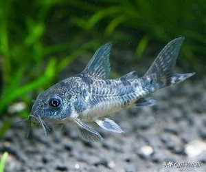 鼠鱼饲养管理,超级二线鼠鱼的饲养