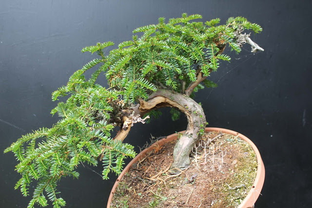 红豆杉盆景整形蟠扎视频,红豆杉蟠扎盆景