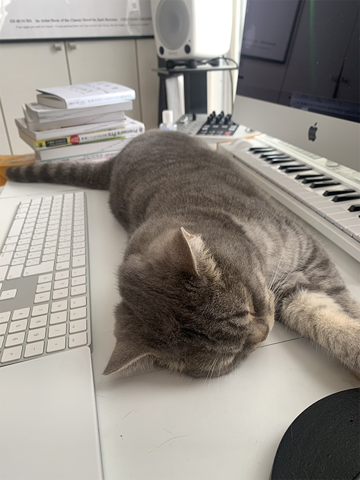 猫咪喜欢上桌子？打扰你的工作？试试这个方法，轻松摆脱它的骚扰