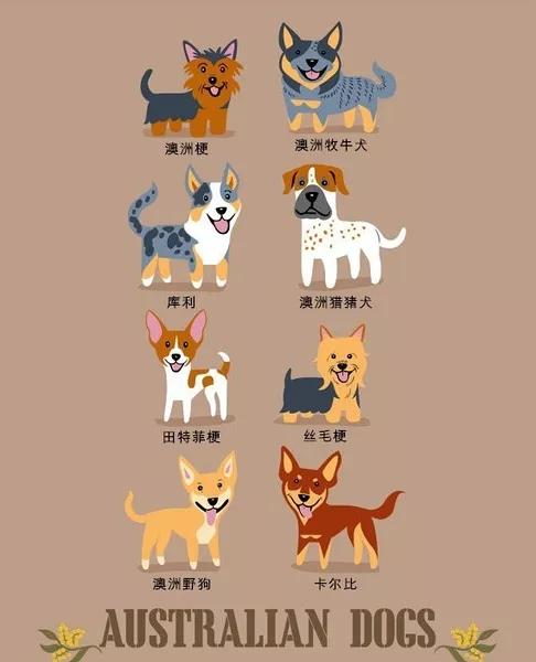 最常见狗狗品种大全及图片,中国常见的狗狗品种及图片大全