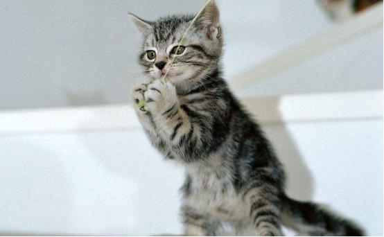 如何阻止猫咪乱抓东西?「科瑞卡科普」