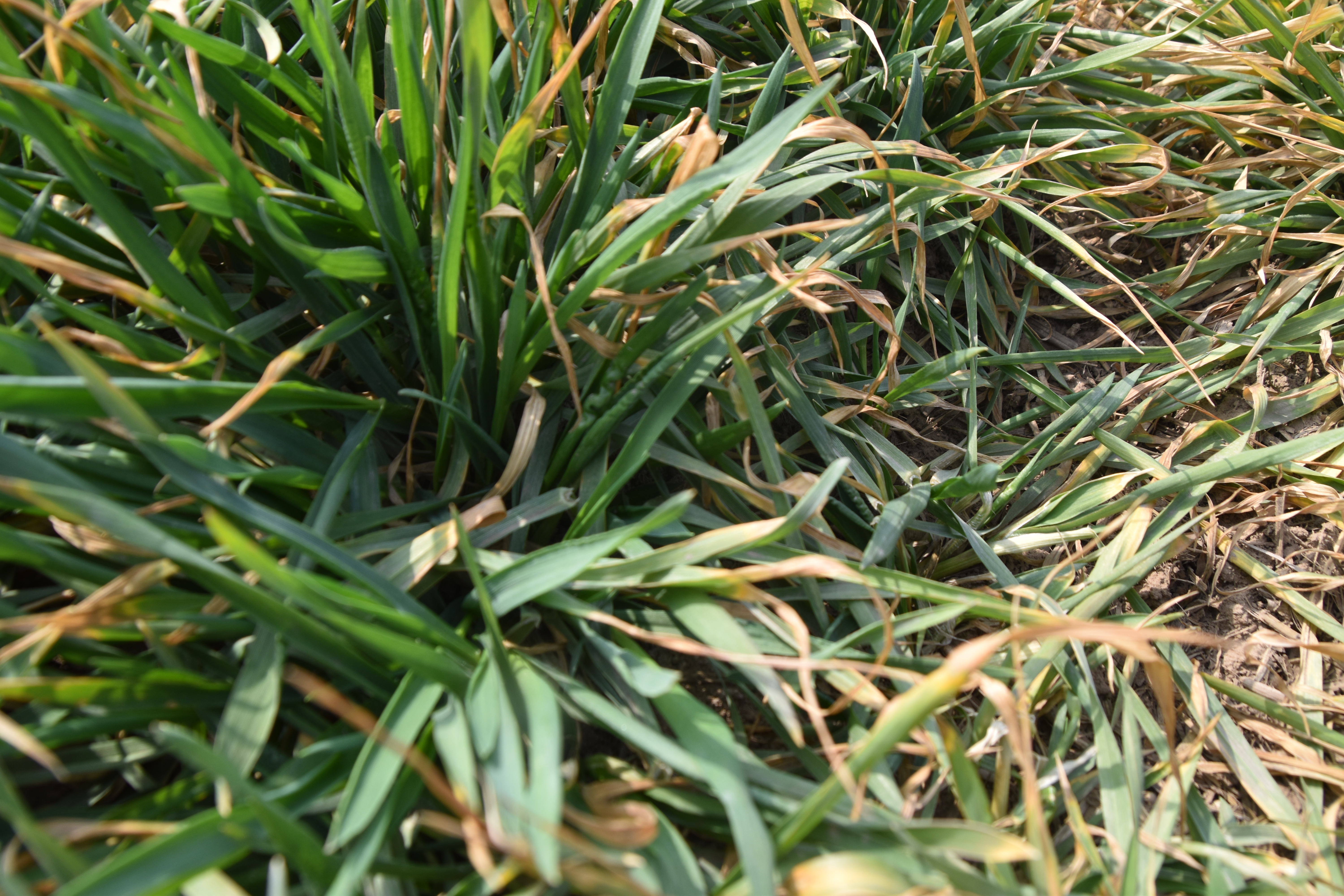 小麦防治红蜘蛛的最佳时间,防治小麦红蜘蛛最有效的方法