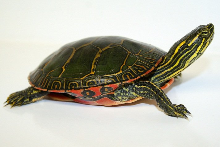 匠志萌宠乐园教学,匠志萌宠