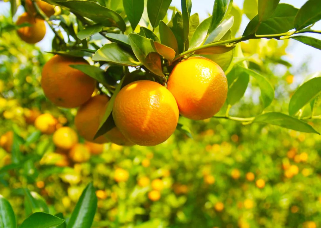 种20亩新会柑一年赚多少钱,回乡创业种植柑橘